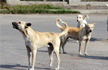 Acid attack on stray dog in Karnataka; 5 booked